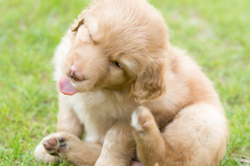 cute puppy dog lover hundewelpen hoverwart blond tierbabys haustier hund vierbeiner welpe wachhund...