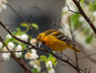 Beautiful Baltimore Oriole in apple tree