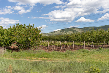 Fototapeta na wymiar Rural Landscape with Upper Thracian Plain near town of Perushtitsa, Plovdiv Region, Bulgaria