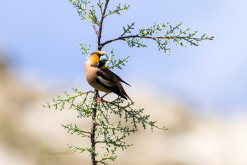 Cute little bird. Nature and bird. Nature habitat background. Hawfinch.