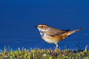 Cute bird. Blue water background. Bird: Bluethroat.