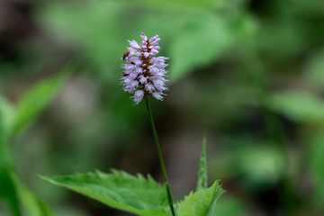 Macro Nahaufnahme einer rosanen cimicifuga ( Traubensilberkerze ) Blüte vor unscharfem grünen bokeh Hintergrund