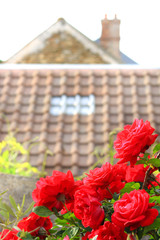Close-up of a rose bush in a garden during the day.  Vertical shot on a branch with lots of red roses and a bokeh house roof in the background