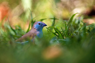 The blue waxbill (Uraeginthus angolensis), called blue-breasted cordon-bleu sitting in green grass.A small blue passerine sitting on the ground in a lot of green grass.