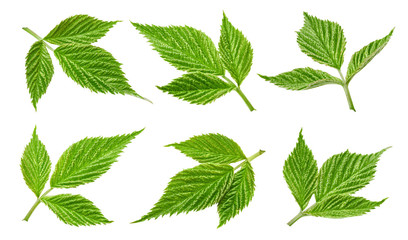 Raspberry leaf isolated