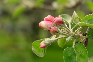 Apple Tree blossom. Branch with Pink buds and green leafs