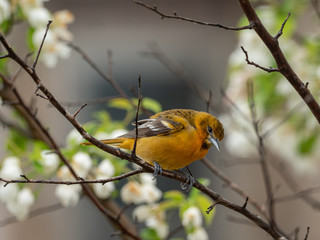Baltimore Oriole in Apple Tree
