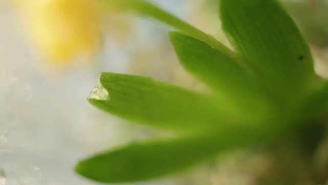Similar to the palm or fan plant close-up. Erycina pusilla (synonym Psygmorchis pusilla) is a miniature warm Orchid native to South America with a yellow flower Bud. 