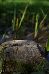 grass and rock