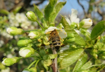 Bee inside cherry flower in the garden in spring, closeup