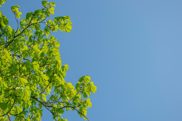Branches of chestnut with bright green leaves against the blue sky. Sunny summer day. Copy space