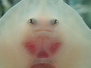 face ventrale de raie