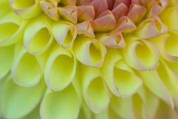 Fototapeta premium flower petals