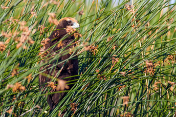 Bird of prey. Meadow Background. Bird: Western Marsh Harrier. Circus aeruginosus. 