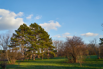 Image of pine trees in the spring park.