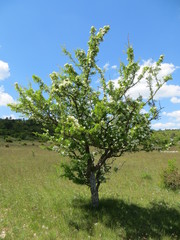 Fototapeta premium Flowering of a white tree in the spring season