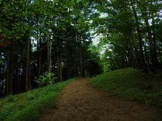 Fototapeta premium 川苔山の山道