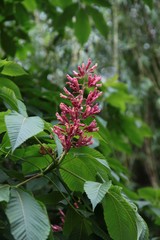 pink flowers of red chestnut tree at spring
