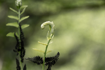 Frischer grüner Farn im Frühling 