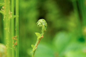 Frischer grüner Farn im Frühling 