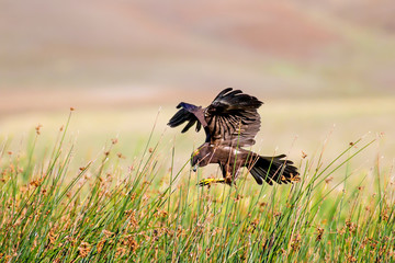 Flying hawk. Bird of prey. Western Marsh Harrier. Nature background.