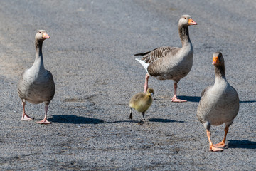Young Canada Gosling protected by adults 