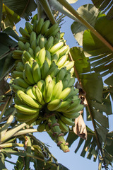 Plantação de Banana em Rondônia Brasil