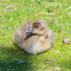 Very Young Canada Gosling sitting on grass