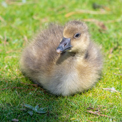 Obraz premium Very Young Canada Gosling sitting on grass