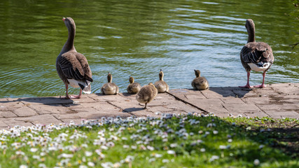 Fototapeta premium Young Canada Goslings sitting near waters edge protected by adults