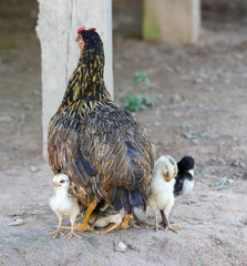 hen and chickens