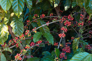 Café Rondoniense Brasil