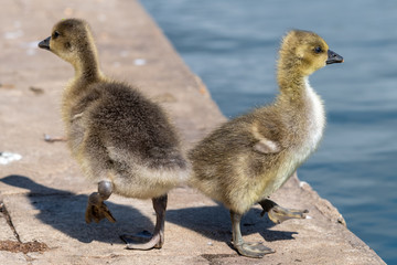 Very Young Canada Goslings near waters edge