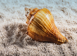 The sea shell is lying on a white pebble
