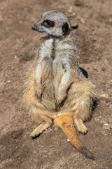 Fototapeta premium Meerkat Looking Out for Predators 