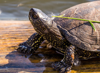Wild turtle basks on the sunny beach