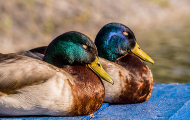 Wild duck floating on the water near the shore