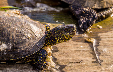 Wild turtle basks on the sunny beach