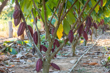 Cacau rondoniense Brasil