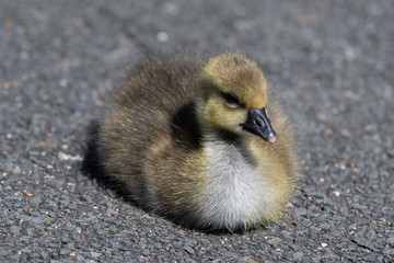 Young Canada Gosling sitting on the ground