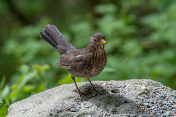 Perched young Starling looking for food