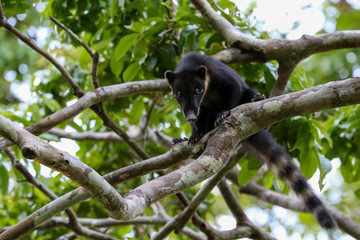 Obraz premium coatimundi in tree