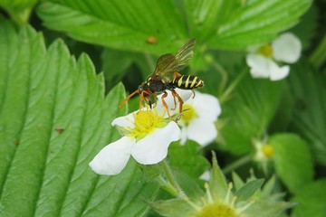 Wasp on strawberry flower in the garden in spring, closeup