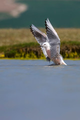 Flying gull. Slender billed Gull. Colorful wetland background.
