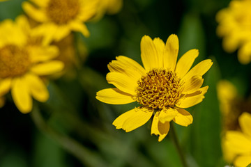 Close view of yellow Arnica(Arnica Montana) herb blossom.Note: Shallow depth of field