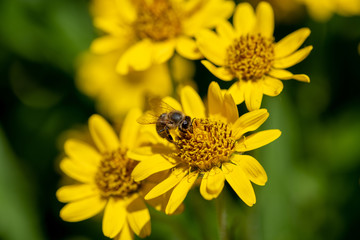 Close view of Bee on yellow Arnica(Arnica Montana) herb blossom.Note: Shallow depth of field