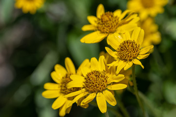 Close view of yellow Arnica(Arnica Montana) herb blossom.Note: Shallow depth of field