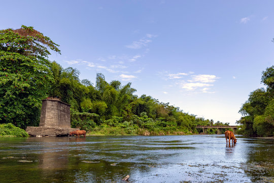 Horse drinking water from the river Miel in Baracoa, Kuba