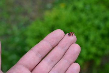 Beautiful red beetle in the palm