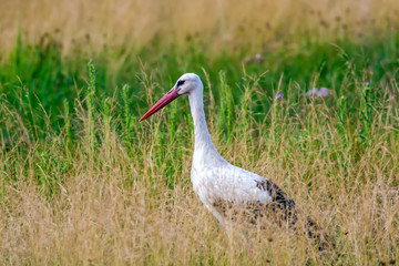Nature and Stork. Nature habitat background.